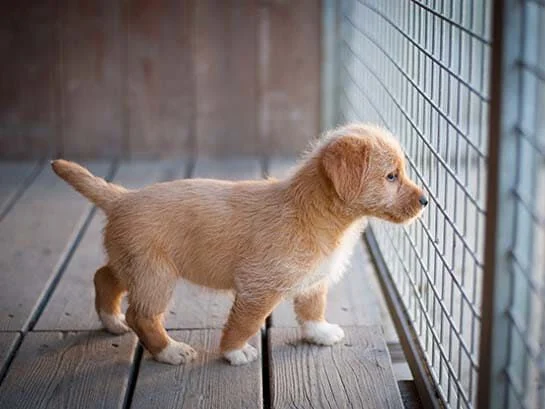 Chiot dans un box